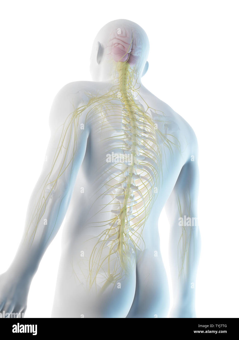 3d rendered illustration of a mans upper body nerves Stock Photo - Alamy