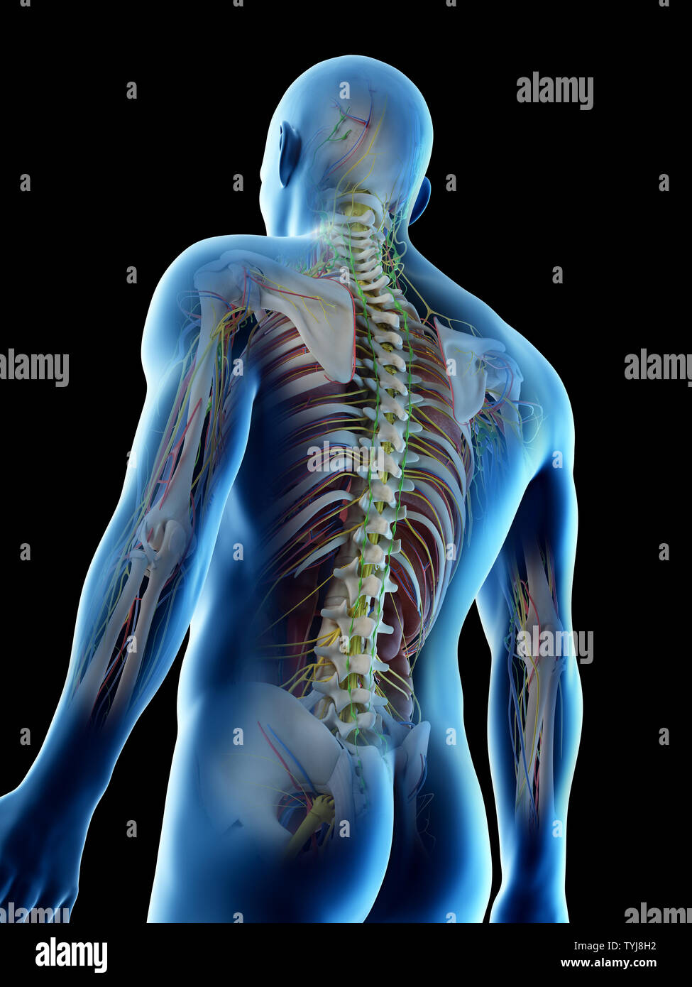 3d Rendered Illustration Of A Mans Anatomy Stock Photo Alamy