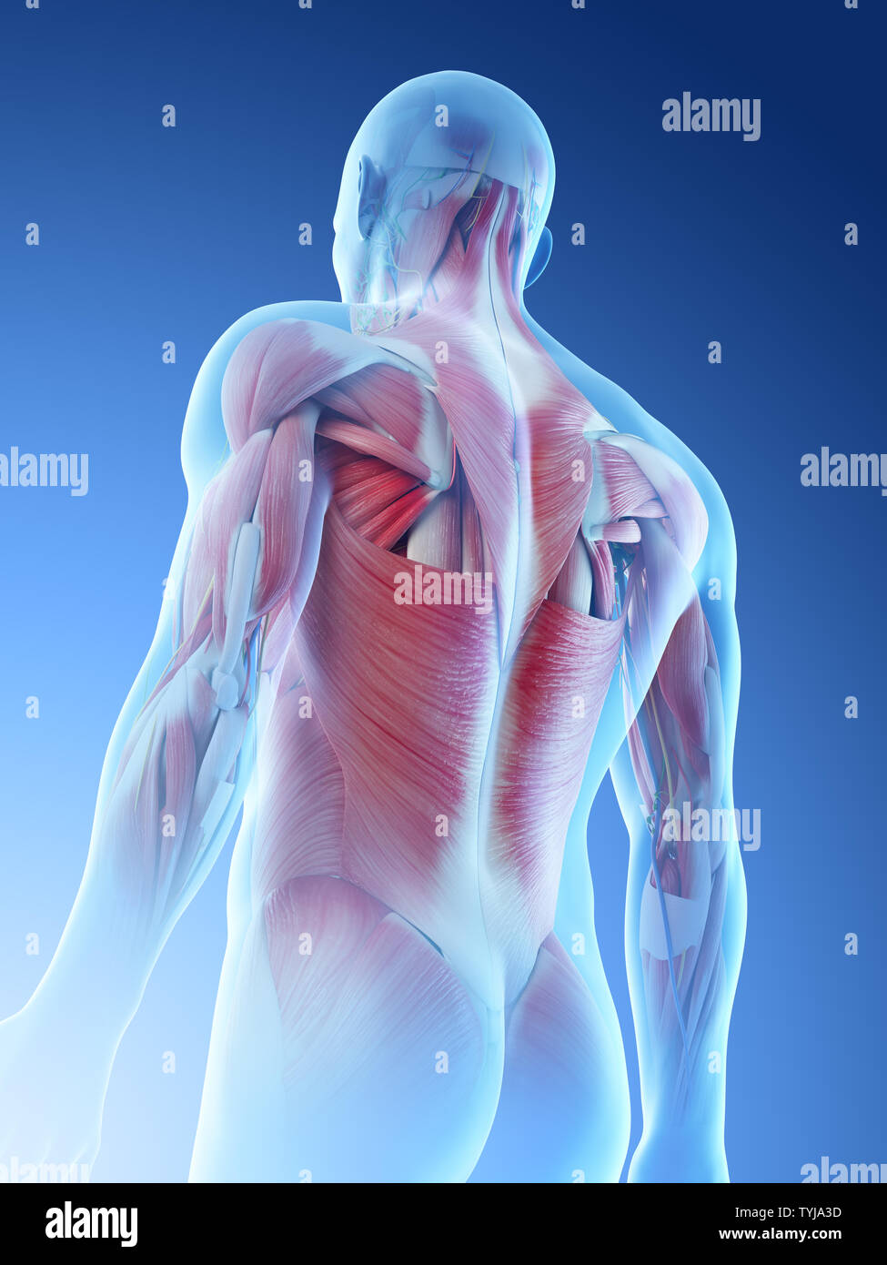 3d rendered illustration of a mans muscular back Stock Photo Alamy