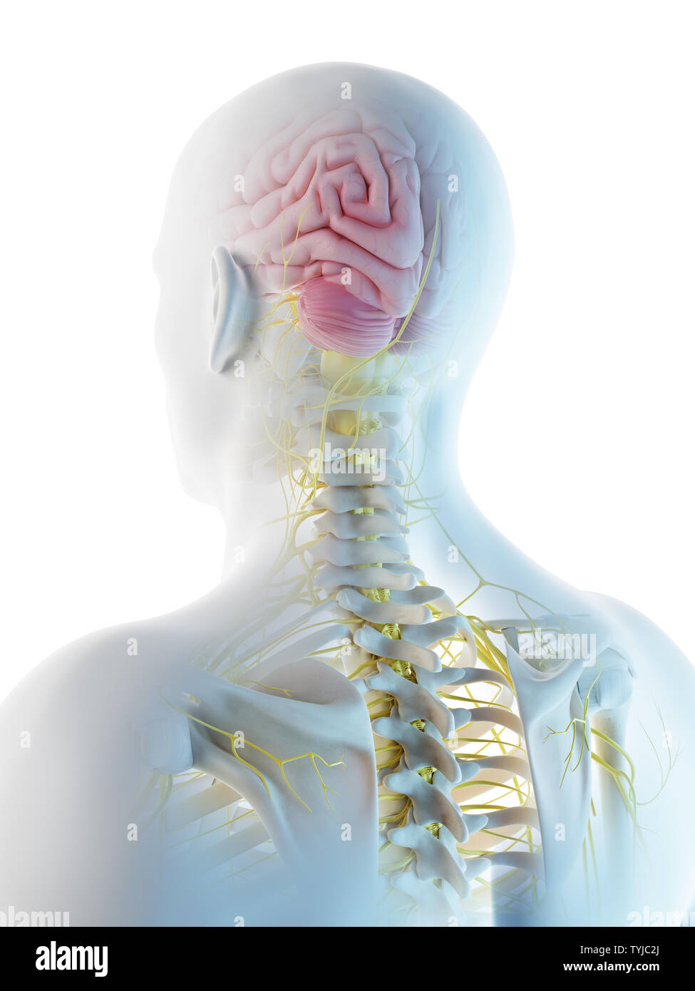 3d rendered illustration of a mans brain Stock Photo - Alamy