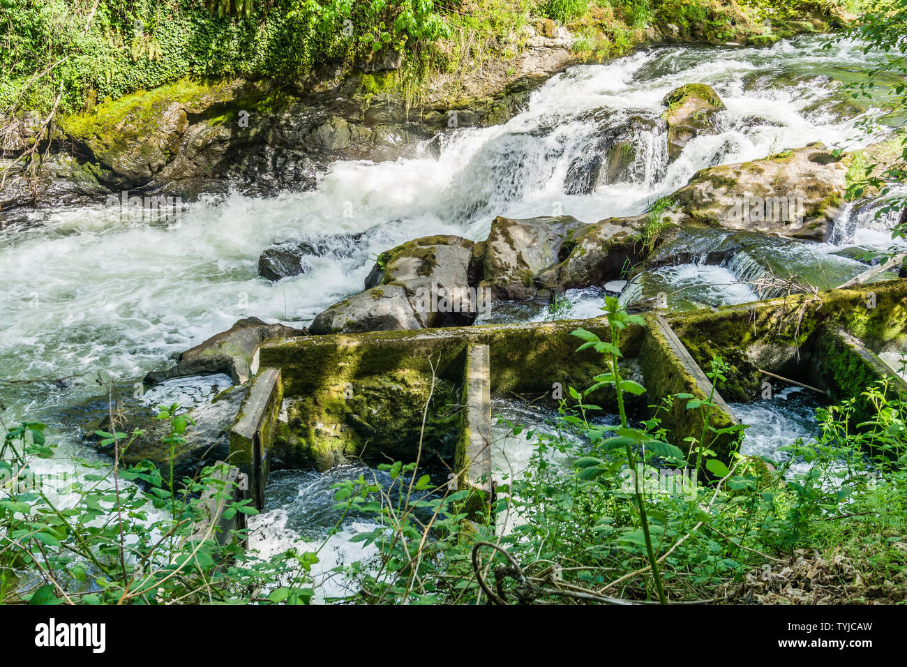 A view of a fish ladder downstream from Tumwater Falls in Washington ...