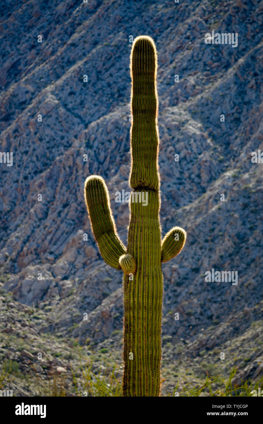 Saguaro, Tinaja Altas mountains, Arizona, USA. Stock Photo