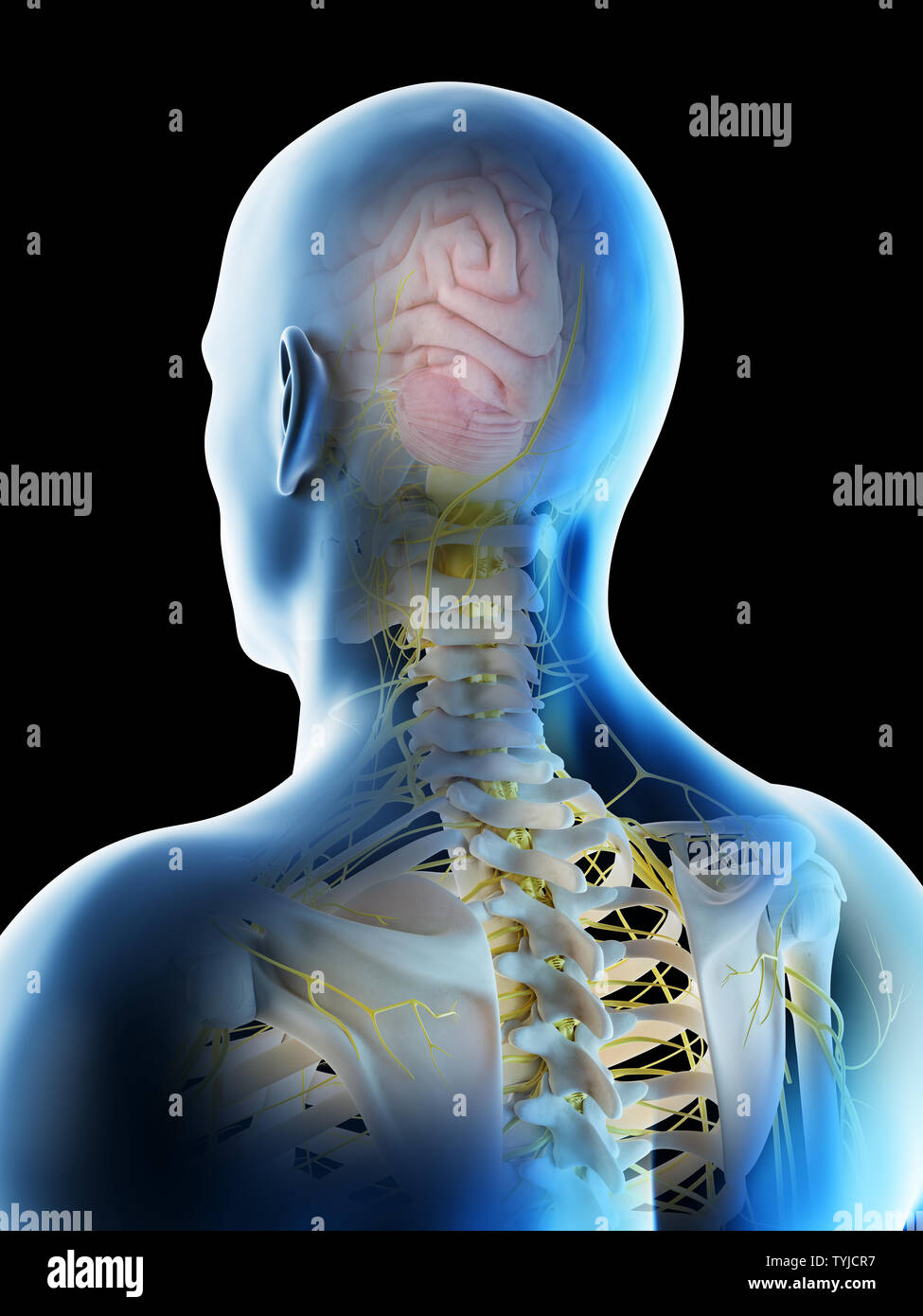3d rendered illustration of a mans brain Stock Photo - Alamy