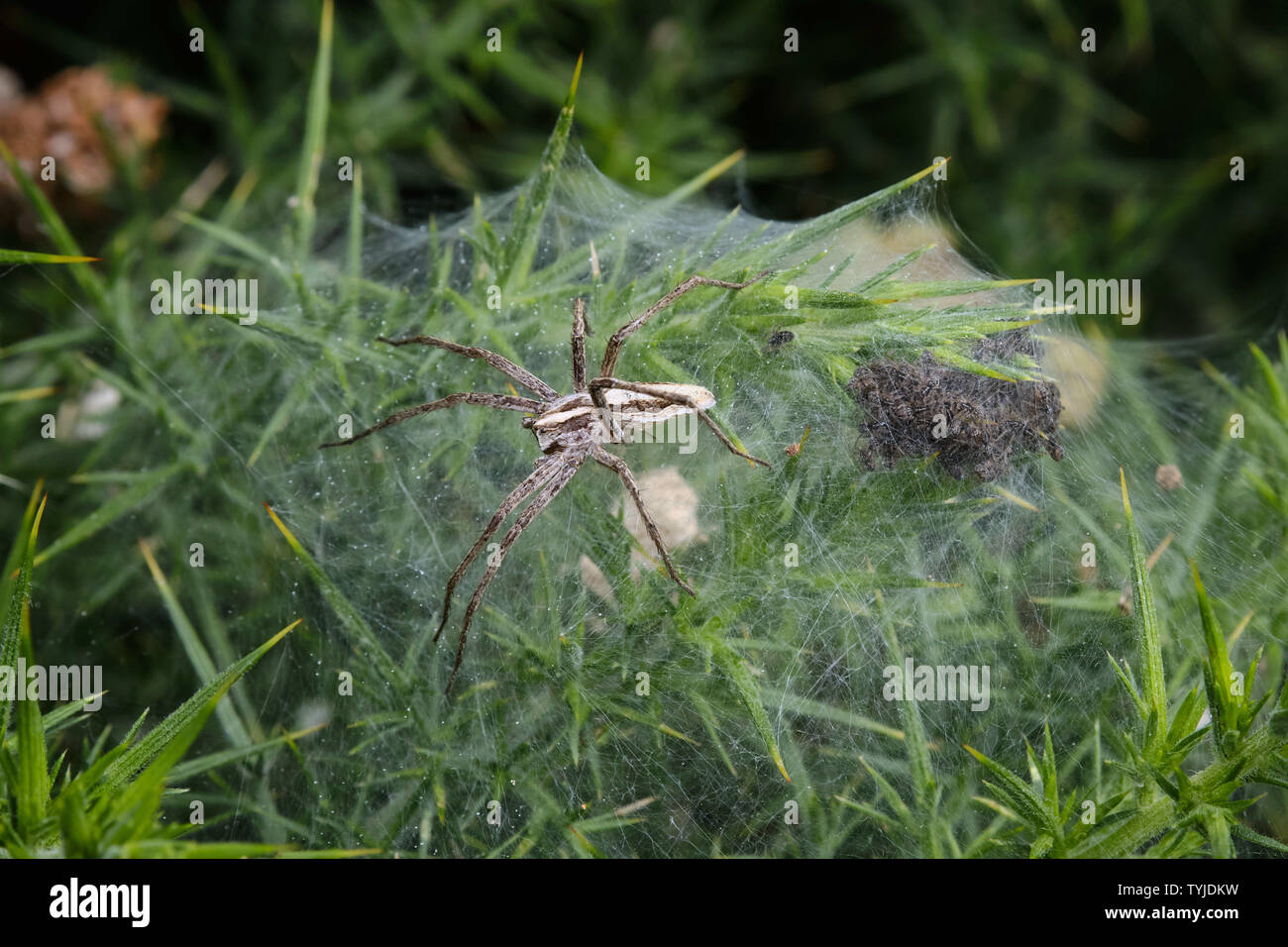 Female Nursery Web Spider (Pisaura Mirabilis) Guarding Her Spiderlings Stock Photo