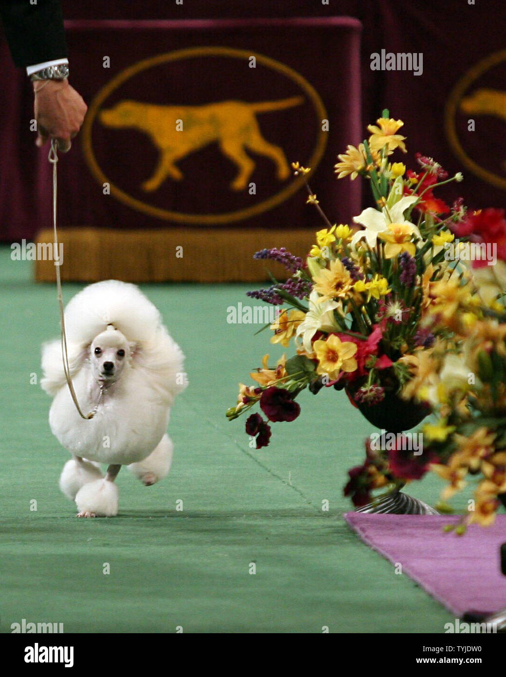 Westminster dog show toy group hires stock photography and images Alamy