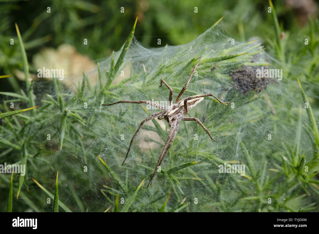 Female Nursery Web Spider (Pisaura Mirabilis) Guarding Her Spiderlings Stock Photo