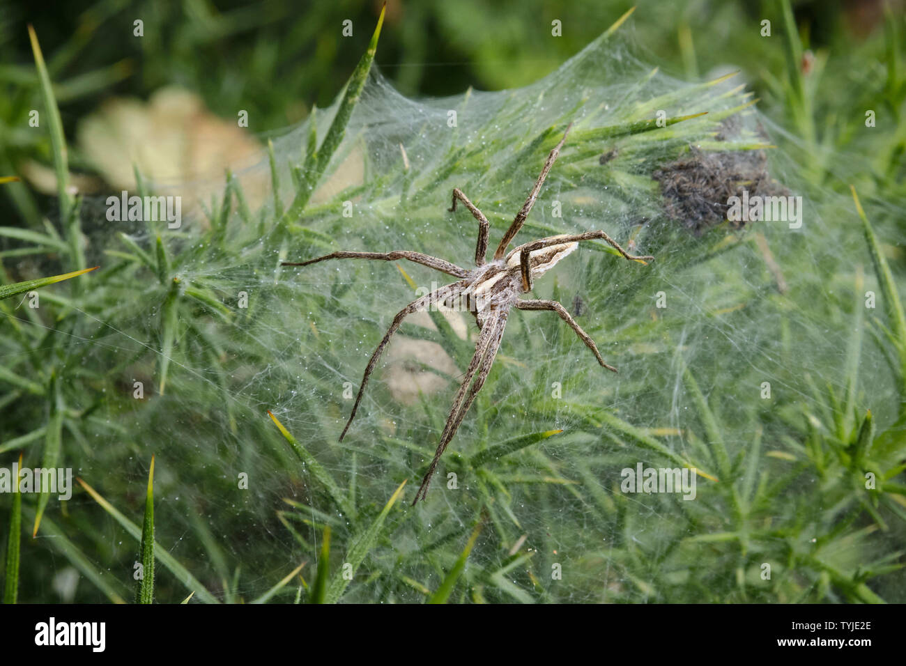 Nursery web spider  The Wildlife Trusts