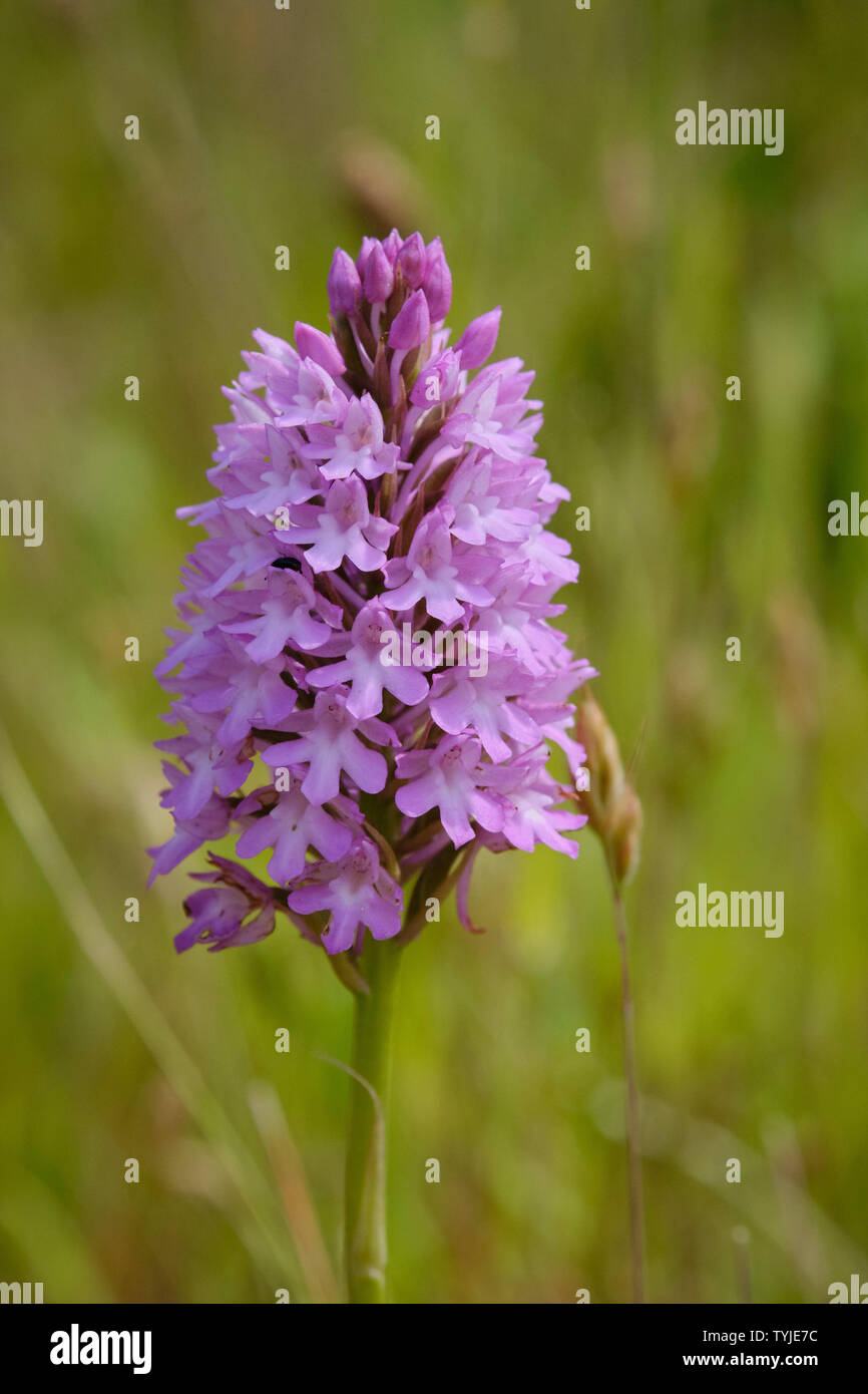 Pyramidal Orchid (Anacamptis Pyramidalis Stock Photo - Alamy