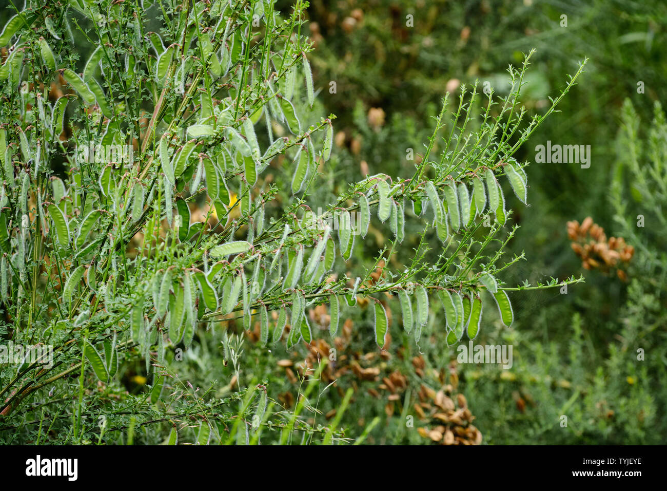 Wildflower seed pods hires stock photography and images Alamy