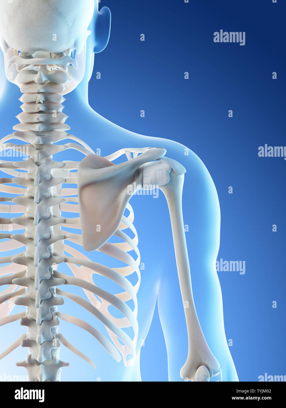 3d rendered illustration of a mans skeletal shoulder Stock Photo - Alamy
