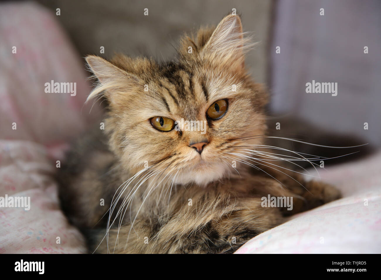 Big eyed cats hi-res stock photography and images - Alamy