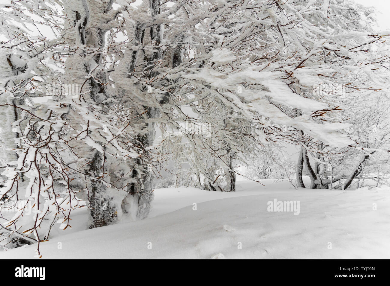 Beautiful winter forest fir hi-res stock photography and images - Alamy