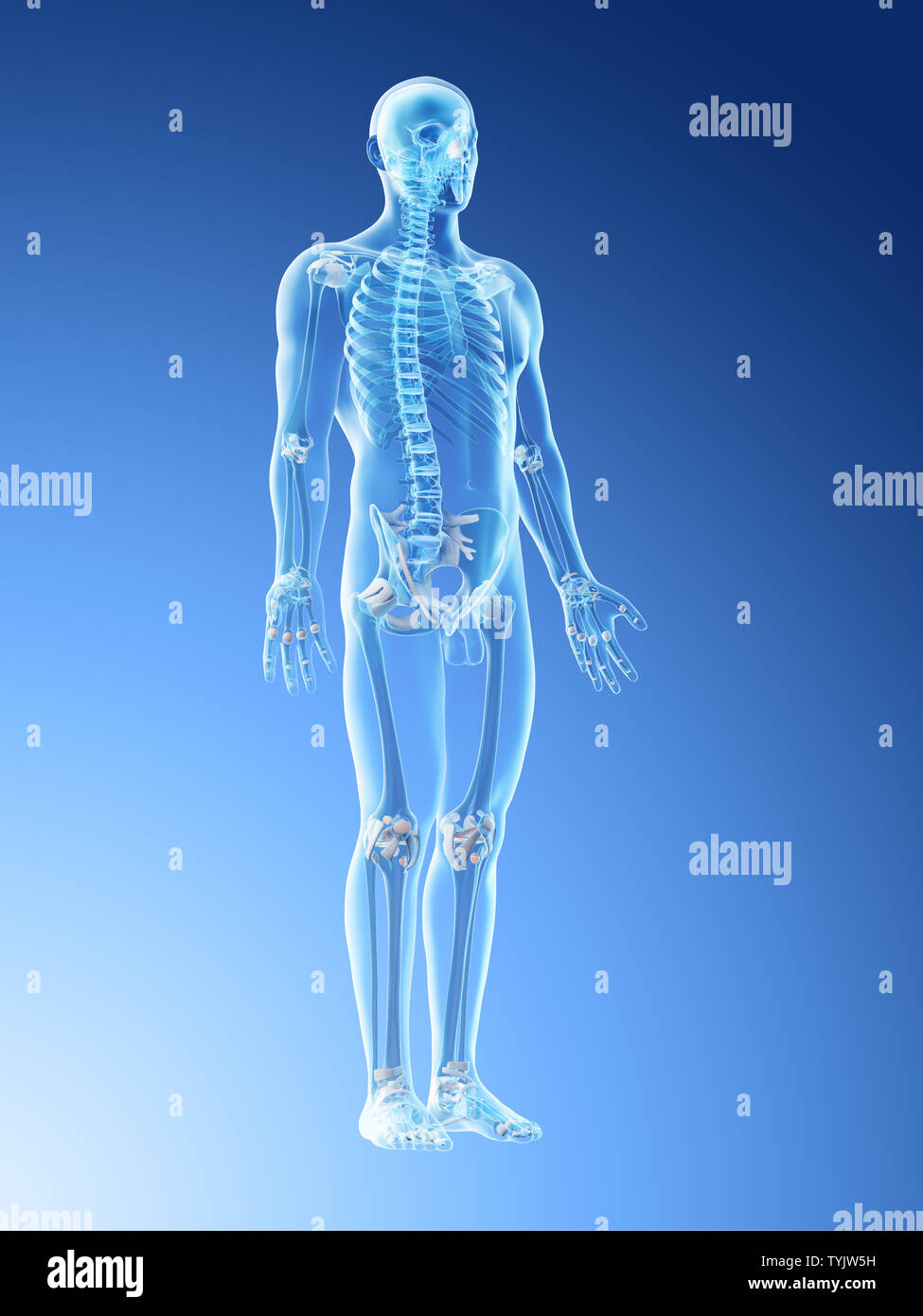 3d rendered illustration of a mans skeleton and ligaments Stock Photo ...