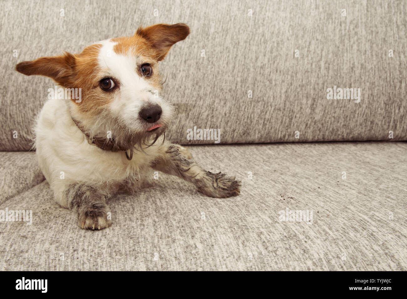 funny dog for sale ad