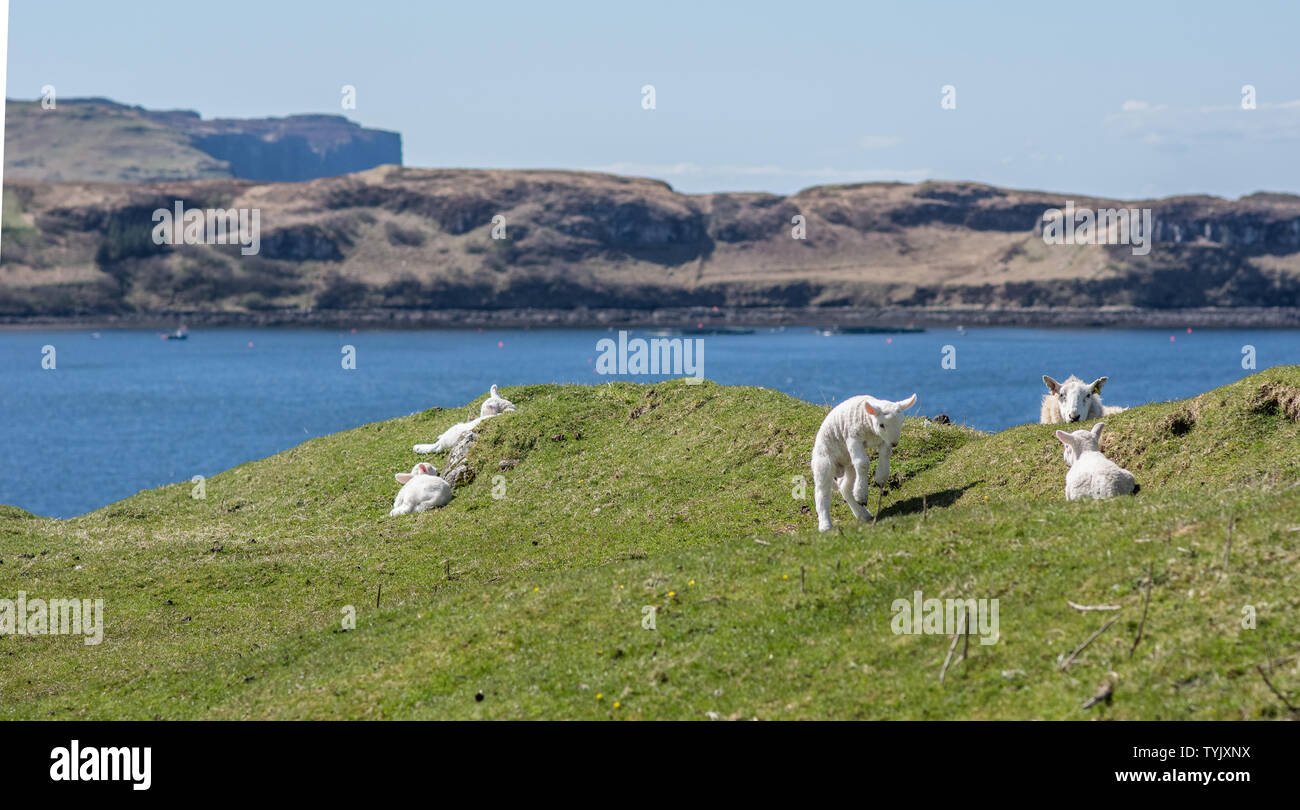 Lambs playing in a pasture on the Isle of Skye in Scotland (UK). In the distance, another peninsula of the island can be seen. Stock Photo