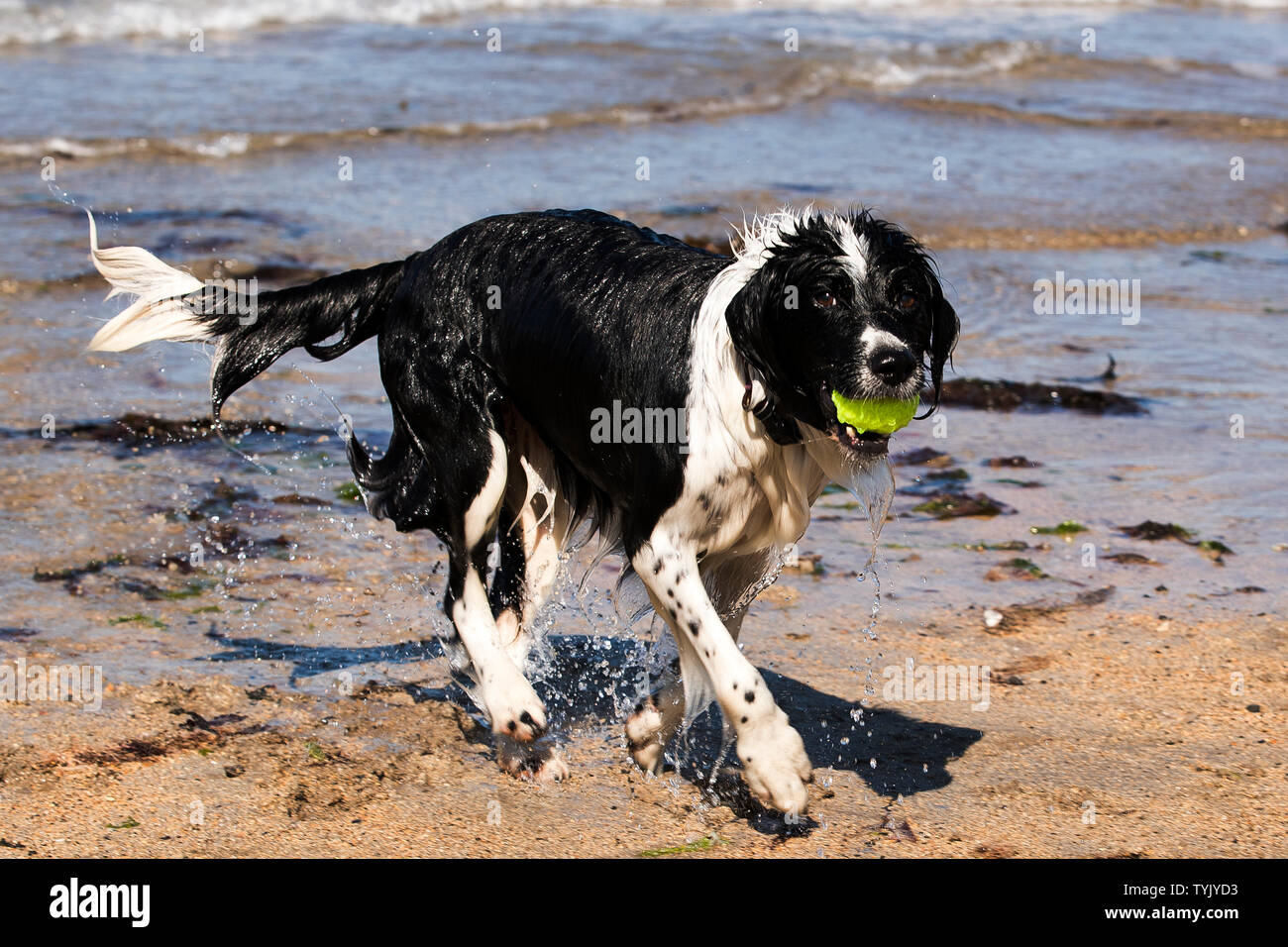 Chupa the Border Collie and Spaniel cross breed runs with a tennis after coming out of the water at Helens Bay beach in Northern Ireland. Stock Photo