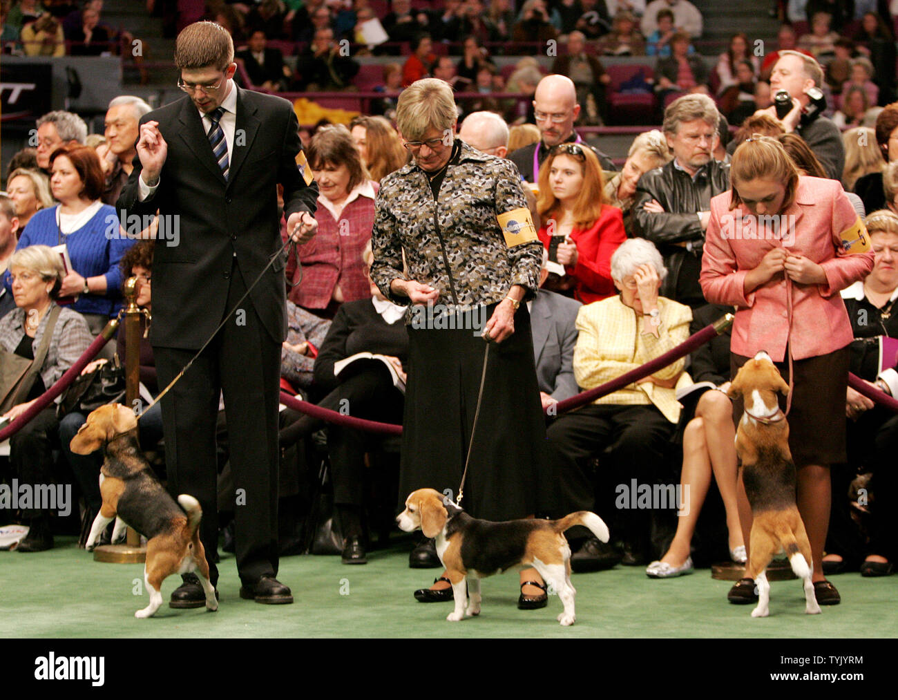 Handlers with their 13-inch Beagles wait for the judge's ruling during the  133rd Westminster Kennel Club Dog Show held at Madison Square Garden on  February 9, 2009 in New York City. The