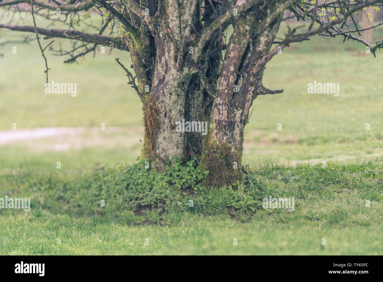 Green trees on grass roots The root of the trees green grass Stock Photo