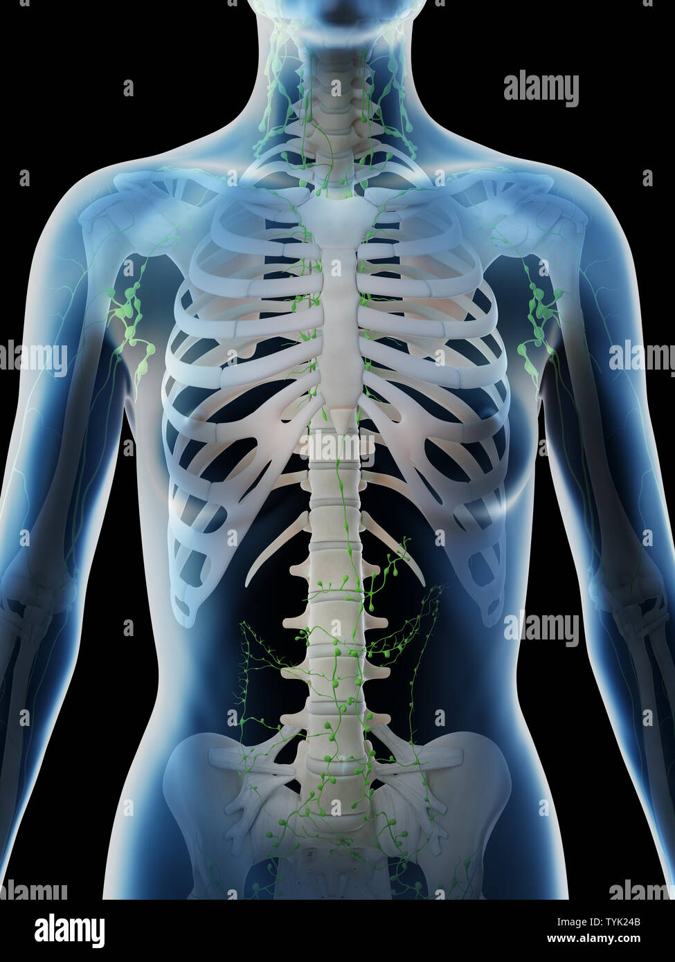 3d Rendered Illustration Of A Females Thoracic Lymph Nodes Stock Photo Alamy