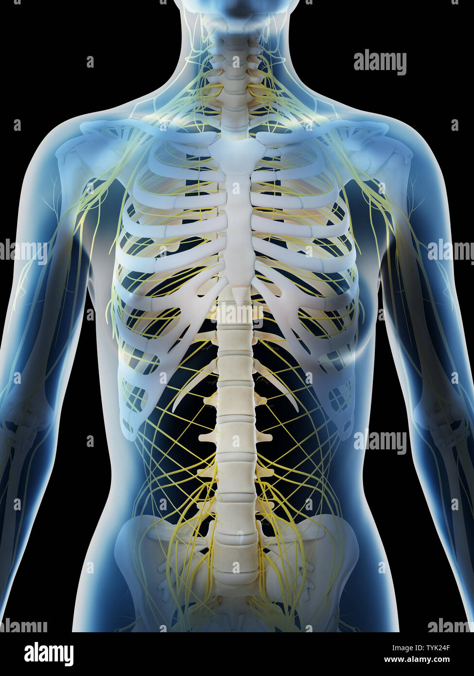 3d rendered illustration of a females nervous system of the upper body Stock Photo