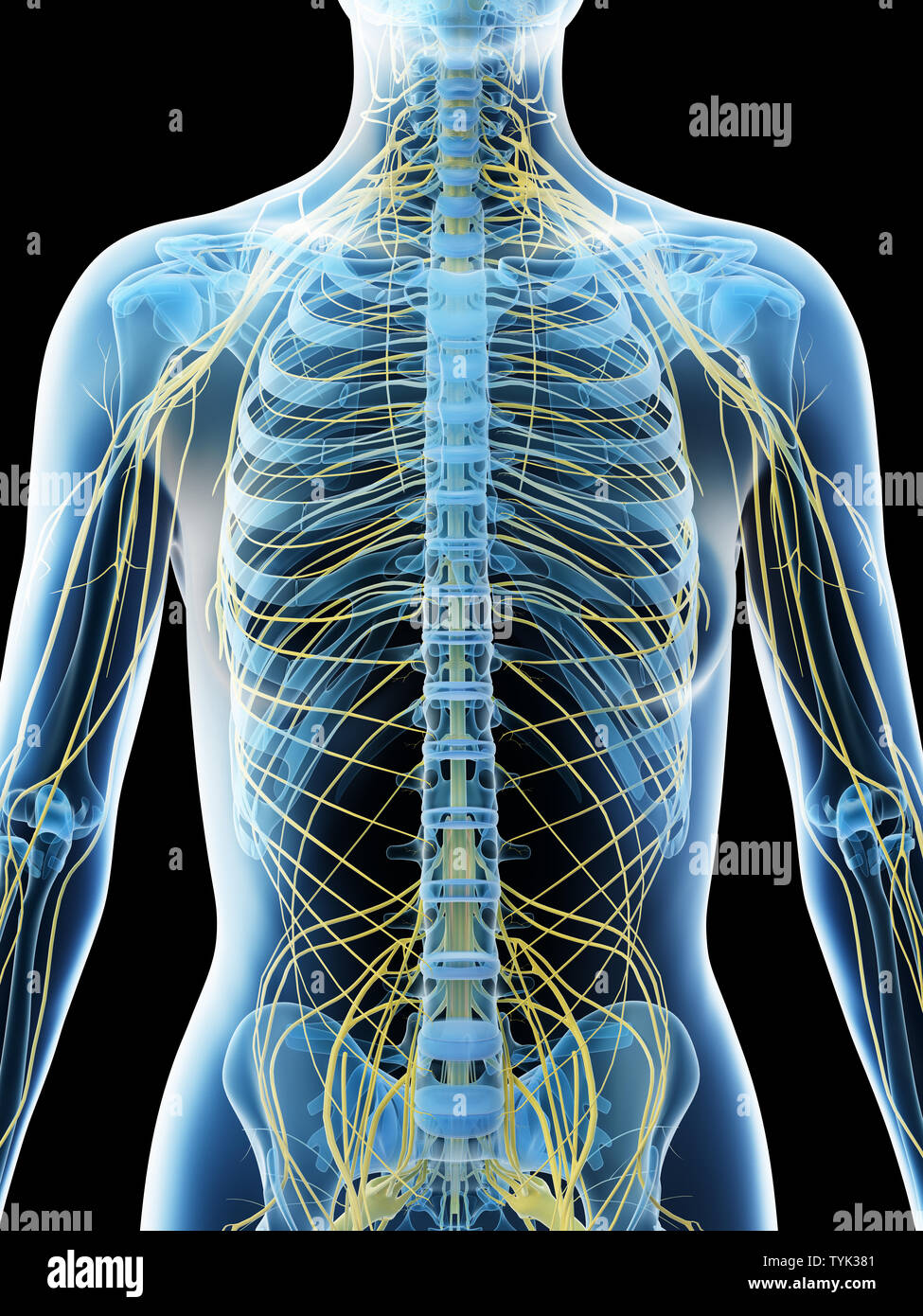 female back anatomy