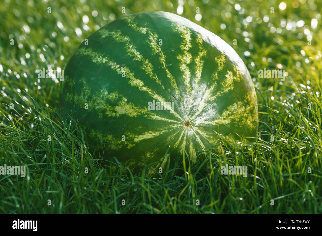 A whole watermelon lies on the green grass. Stock Photo