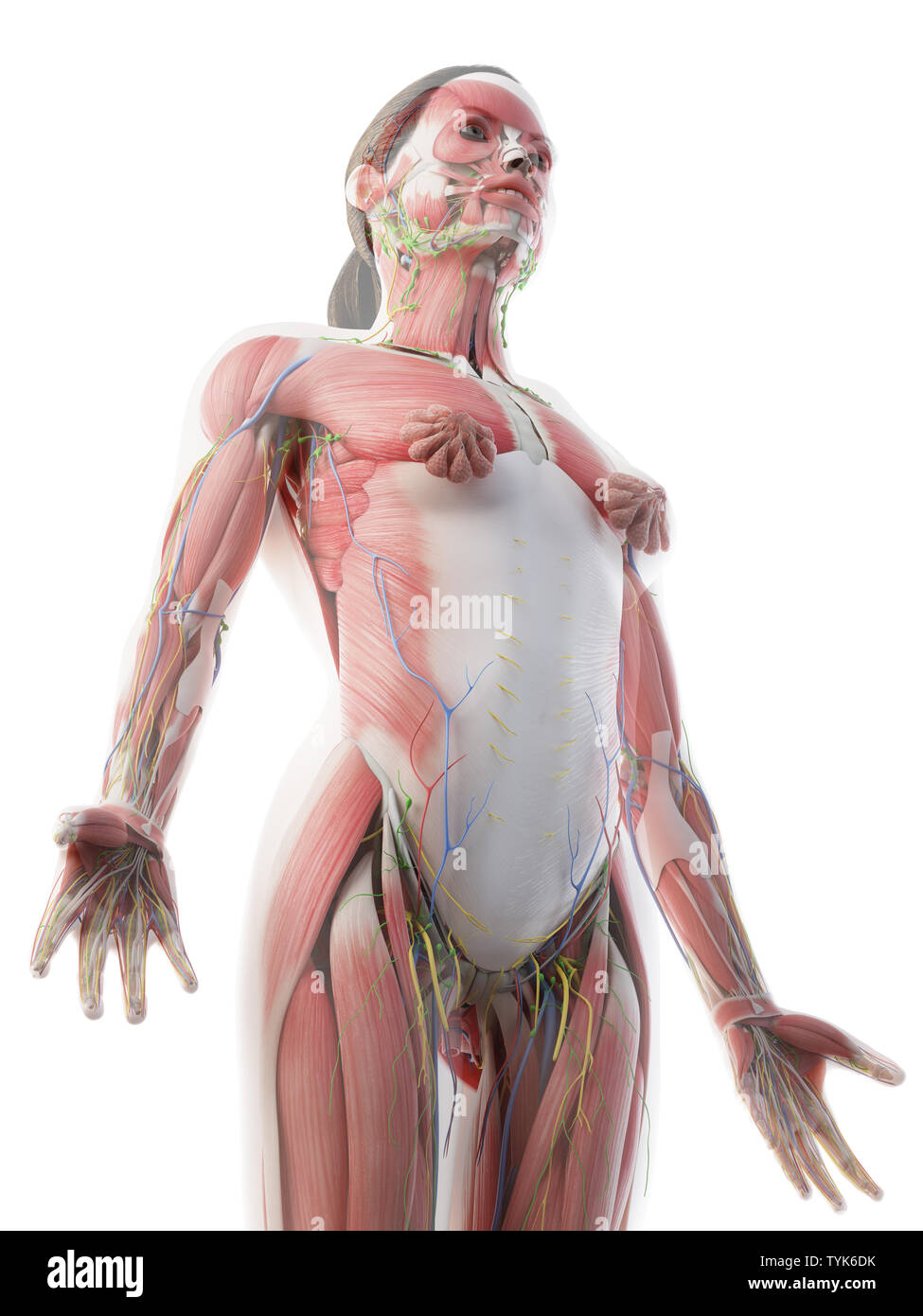 Анатомия женщины