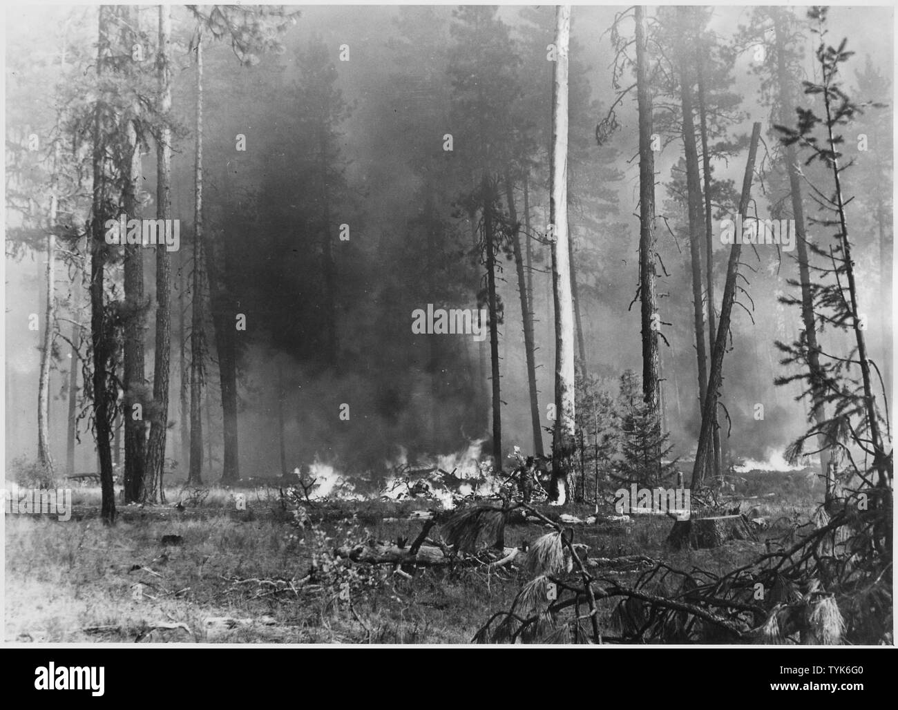 Slash fire burning. Near the center of the picture can be seen Scaler Walter Moomaw setting fire to dry pine snag by means of a propane torch.; Scope and content:  Photographic reports compiled by Harold Weaver illustrate forest management on Indian Reservation forests of Washington and Oregon, mainly on Colville where Weaver was Forest supervisor before becoming Regional Forester in 1960. Ther are a few photos of California and Montana and reports of scientific field trips. Stock Photo