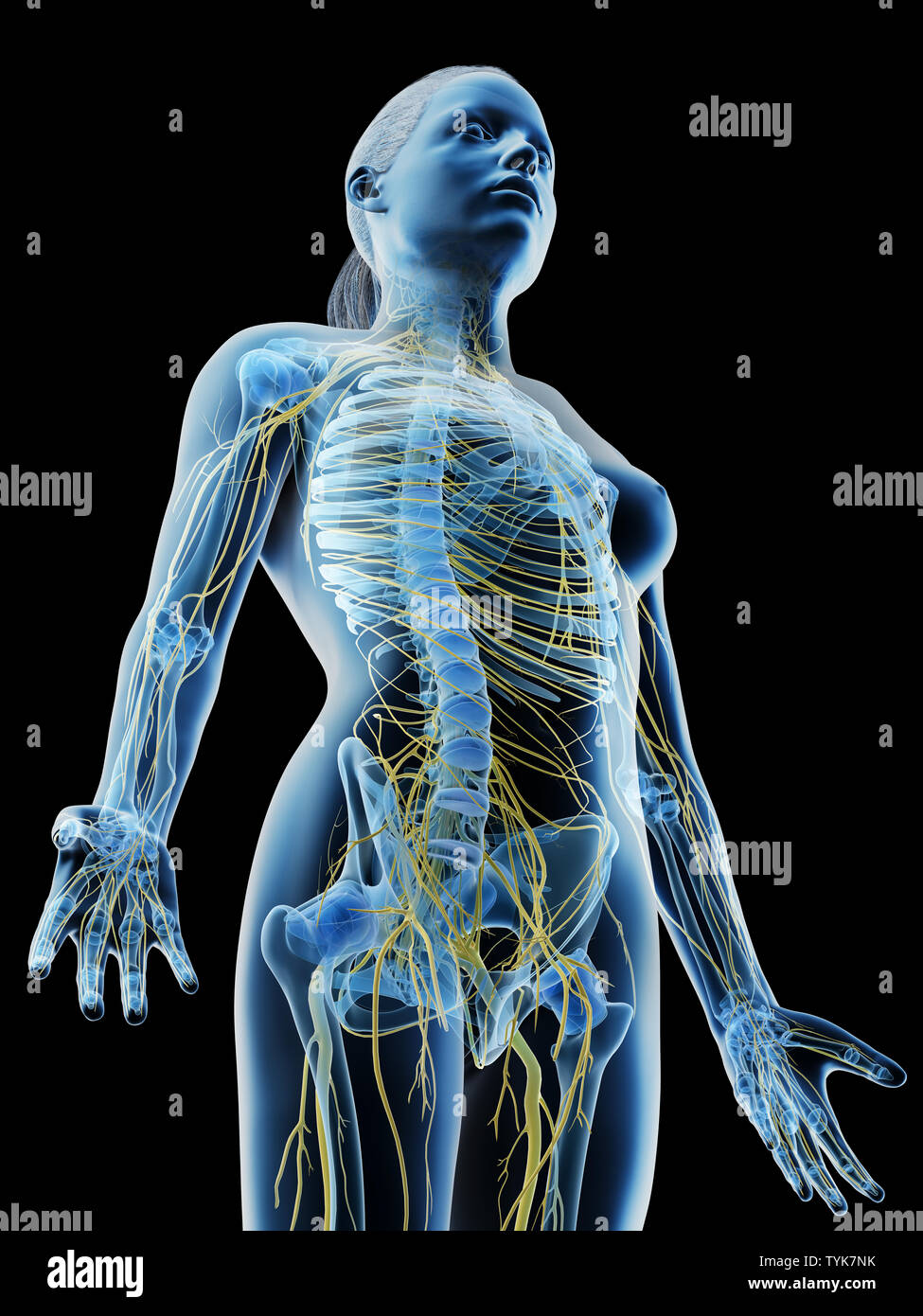 Thoracic Nerve Stock Photos & Thoracic Nerve Stock Images - Page 2 ...