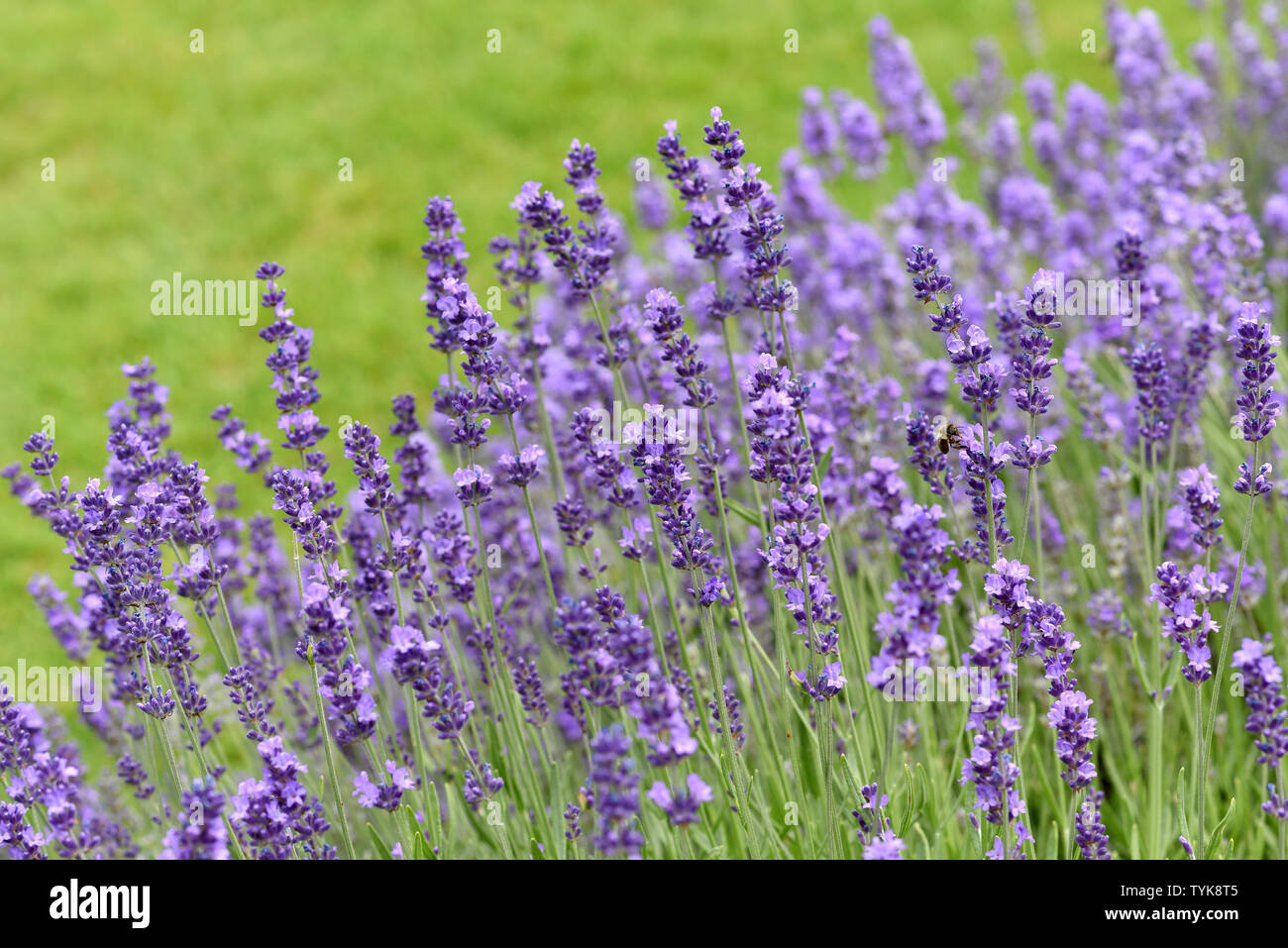 Lavendel, Lavendula, angustifolia Stock Photo