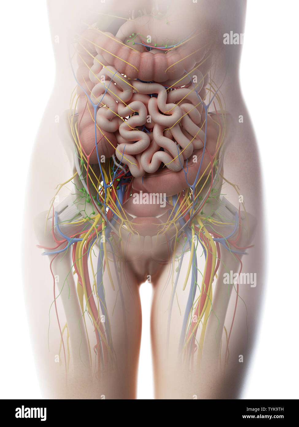 Female abdominal anatomy hi-res stock photography and images - Alamy