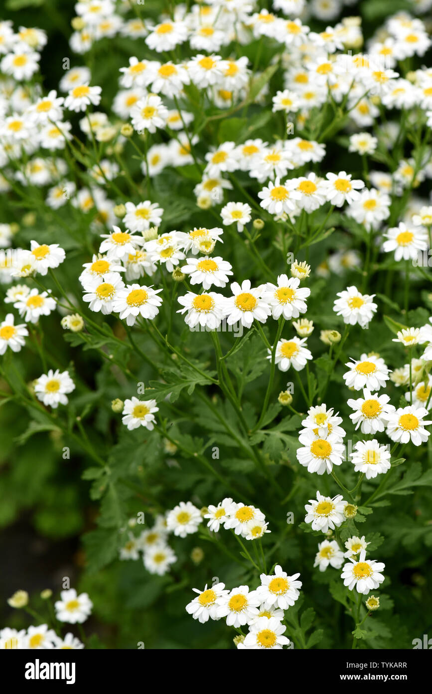 Mutterkraut, Tanacetum parthenium Stock Photo