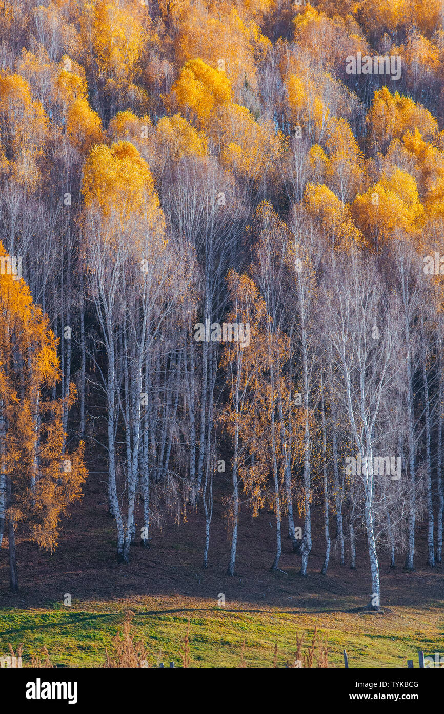 Beautiful birch forest in the sun Stock Photo - Alamy