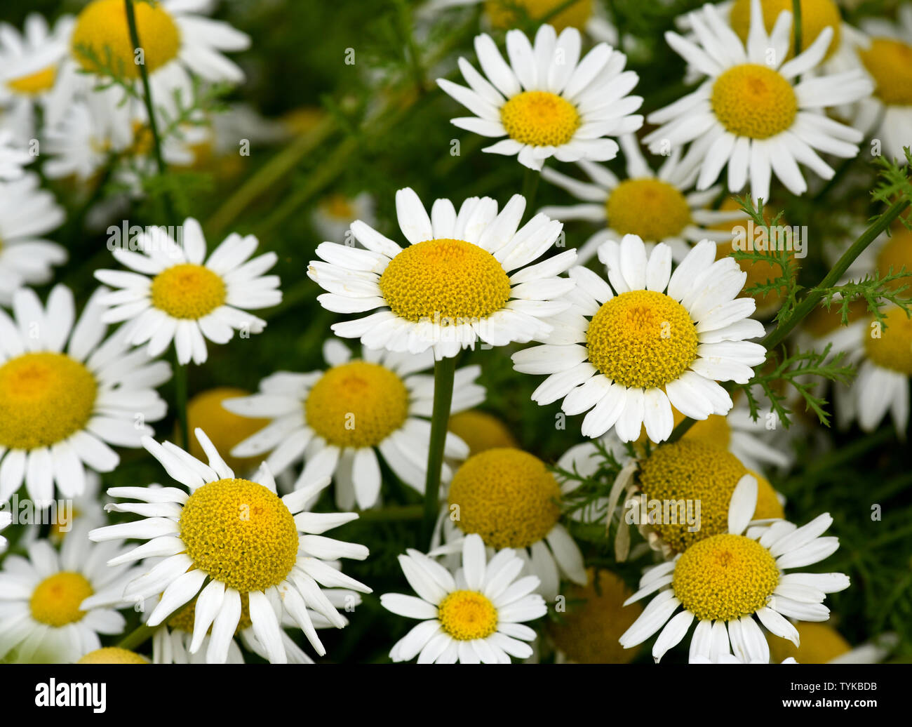 Roemischer Bertram, Anacyclus, pyrethrum Stock Photo