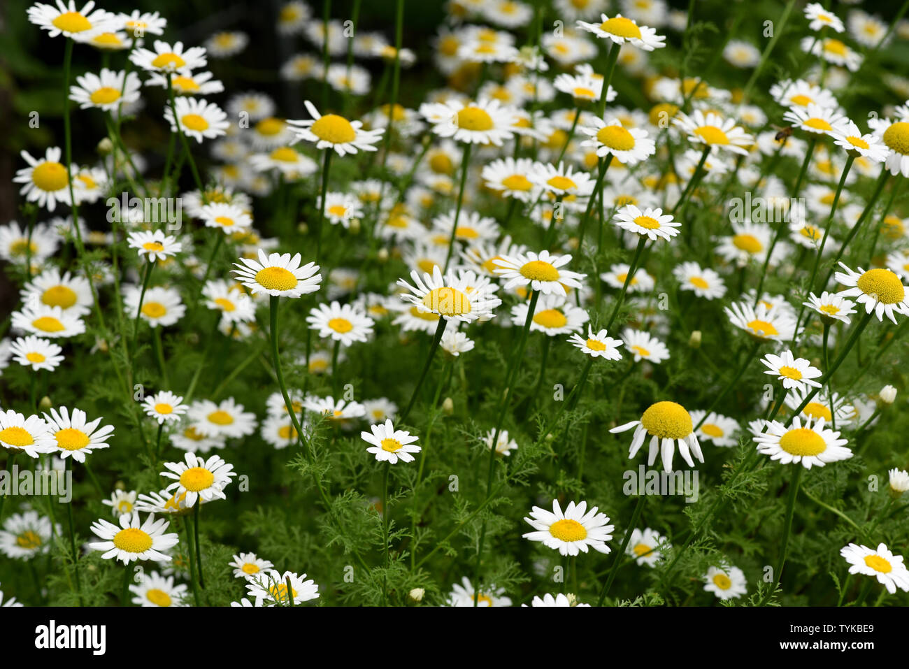 Roemischer Bertram, Anacyclus, pyrethrum Stock Photo