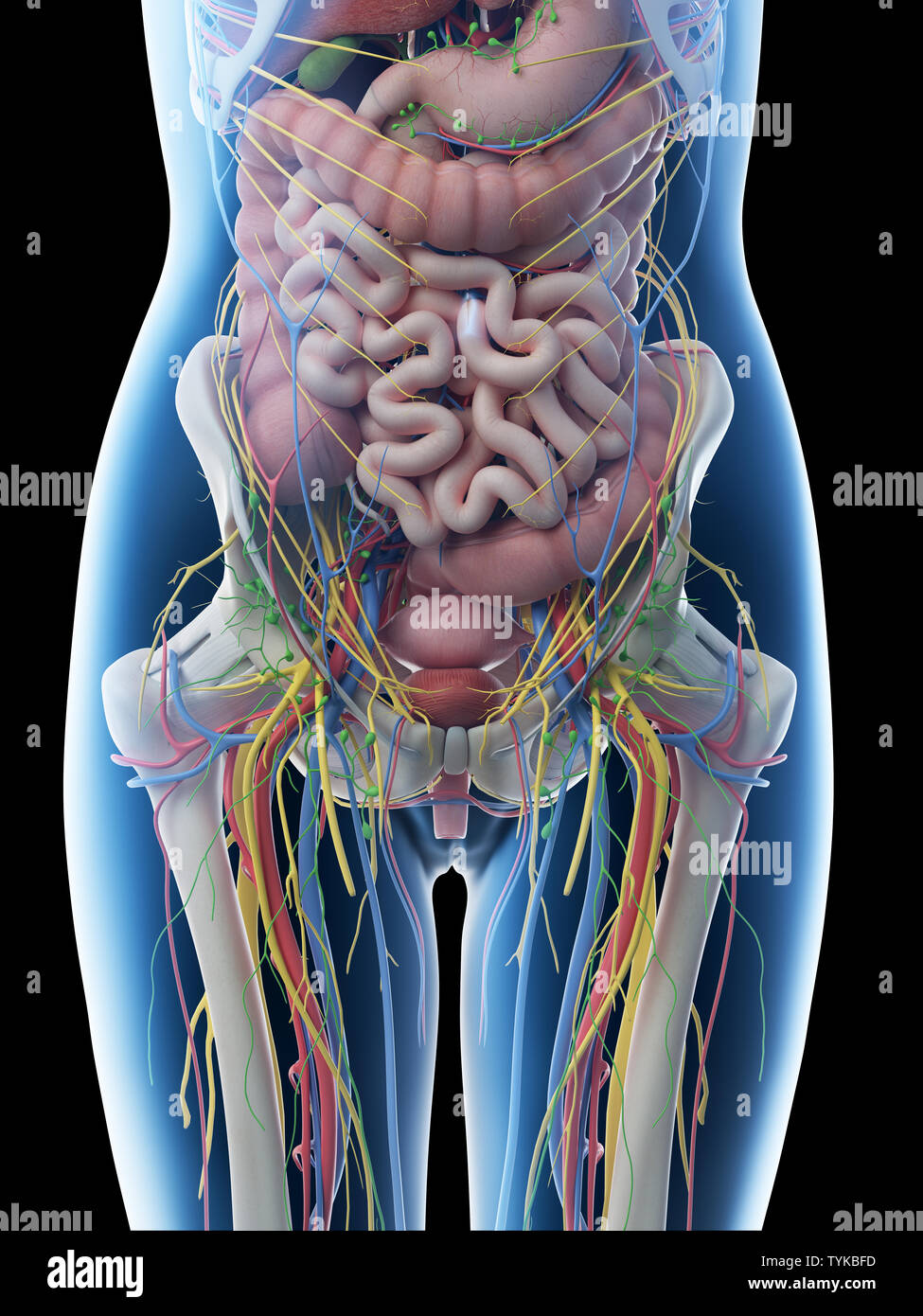 Anatomy and Physiology/Human Biology Online Course - Stens 