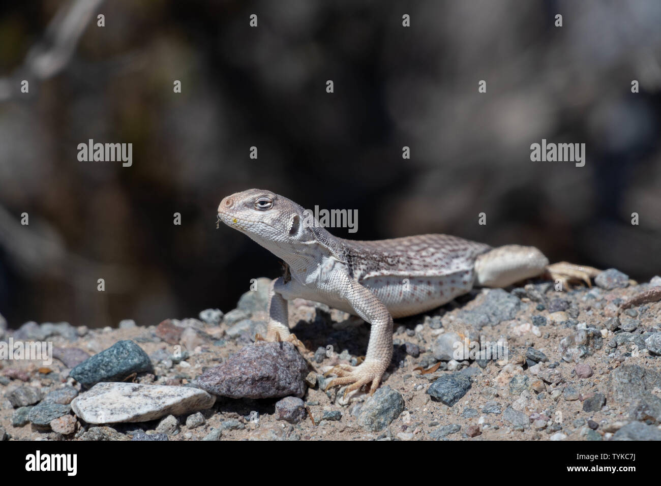 Dipsosaurus hi-res stock photography and images - Alamy