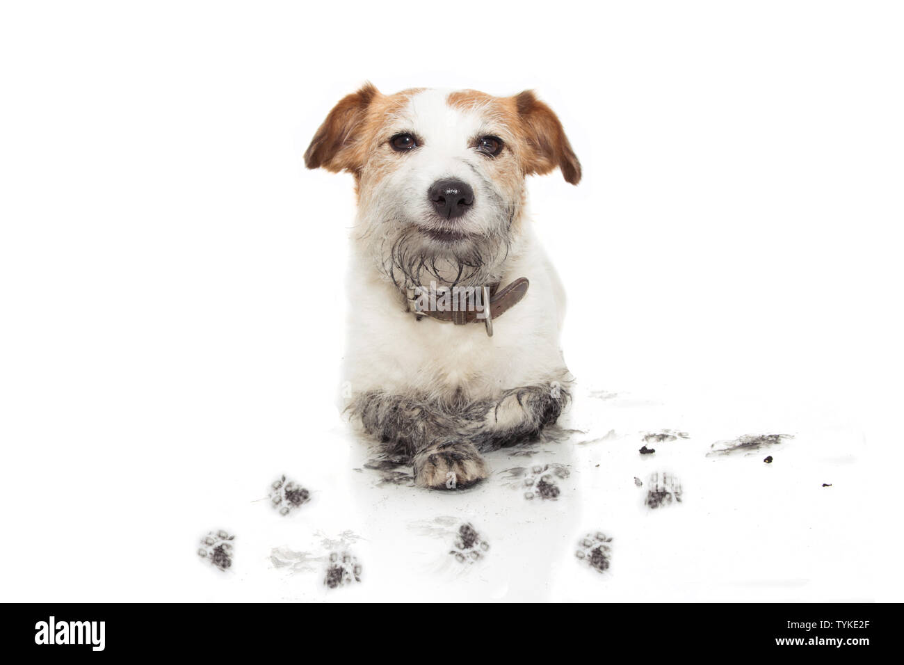 Can I Give My Puppy A Flea Bath