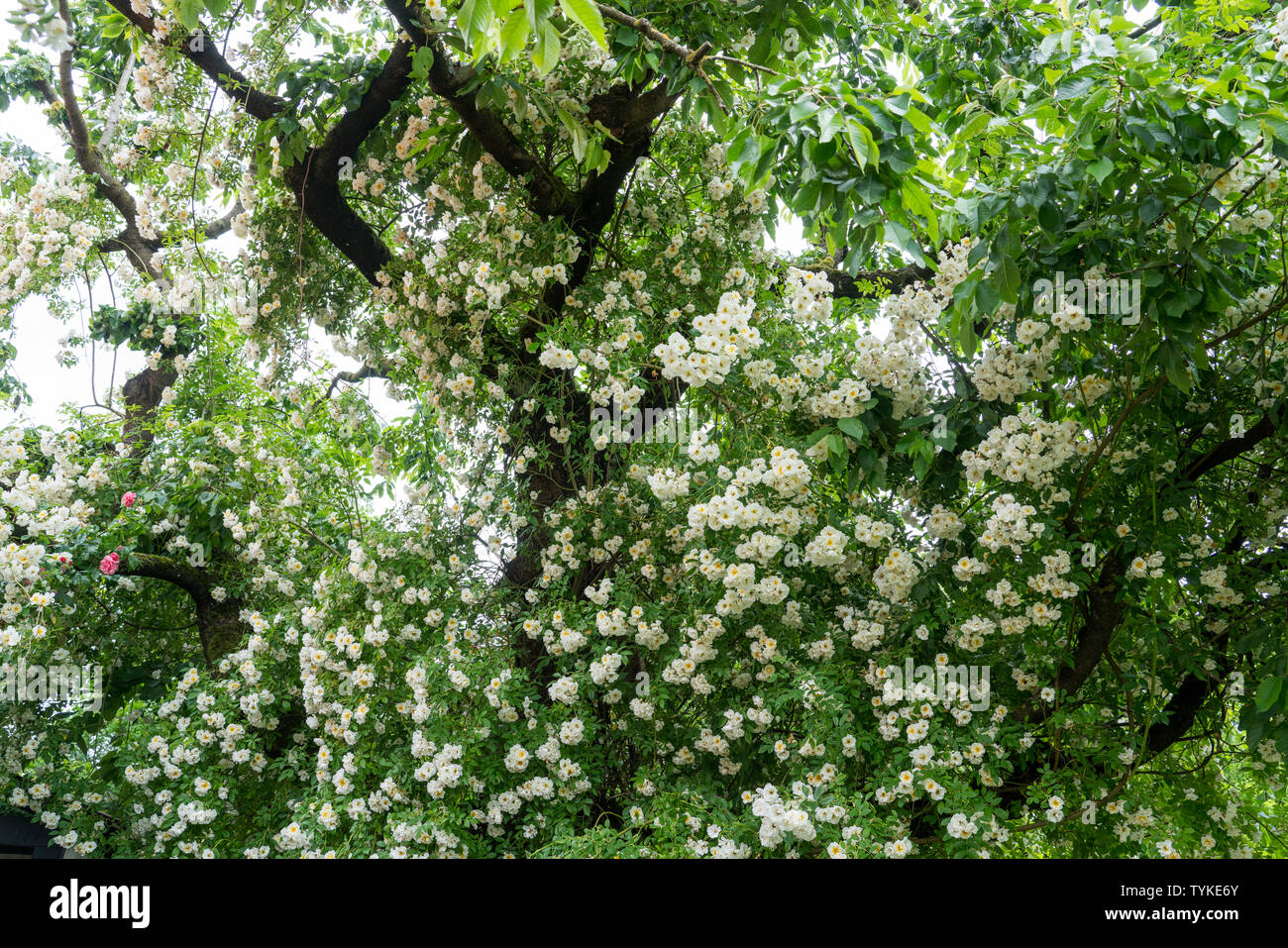 Roses Garden Climbing High Resolution Stock Photography and Images - Alamy