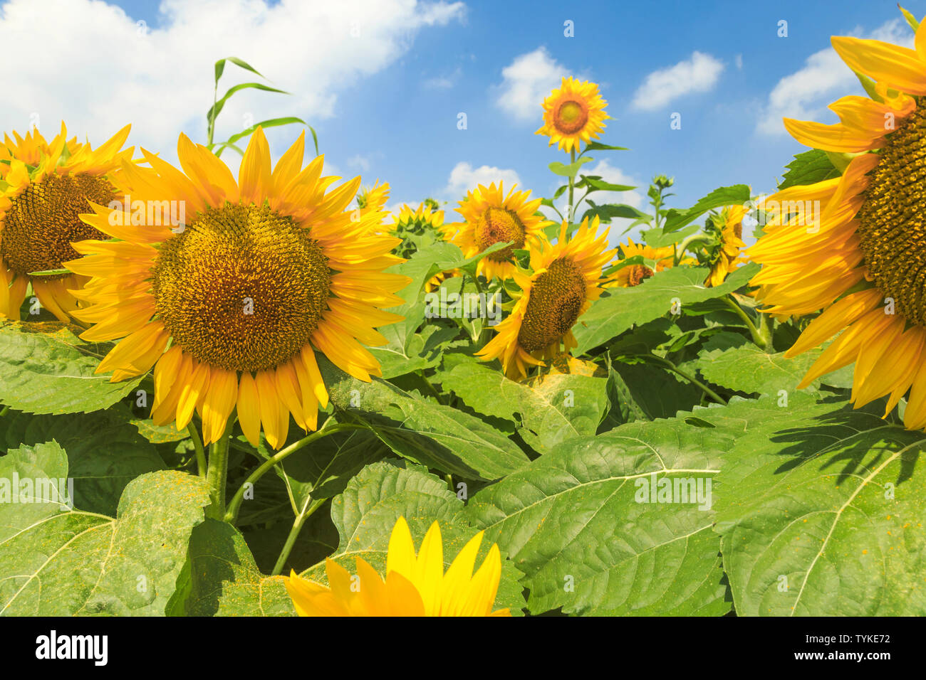 The sunflowers in full bloom Stock Photo Alamy