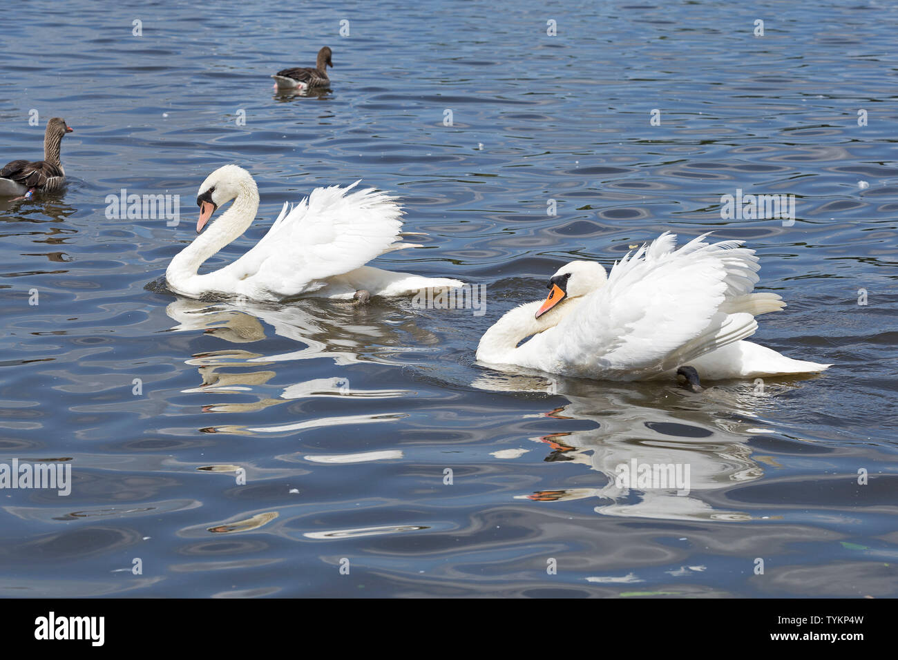 mute swans (Cygnus olor), Inner Alster, Hamburg, Germany Stock Photo