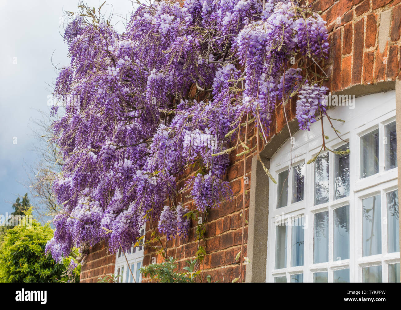 Beautiful purple / violet wisteria growing on the outside brick wall of