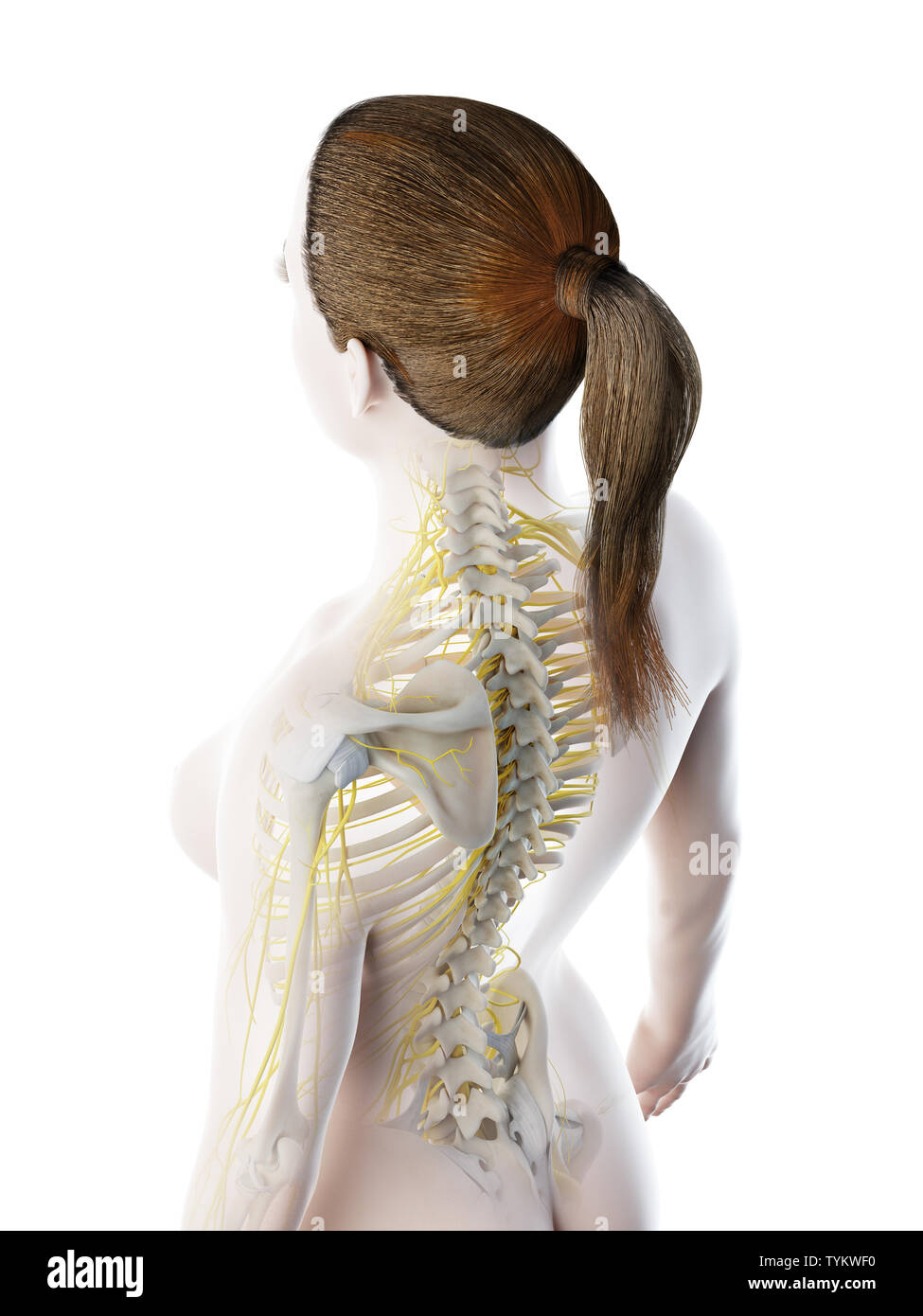 3d Rendered Illustration Of A Females Nerves Of The Back Stock Photo Alamy