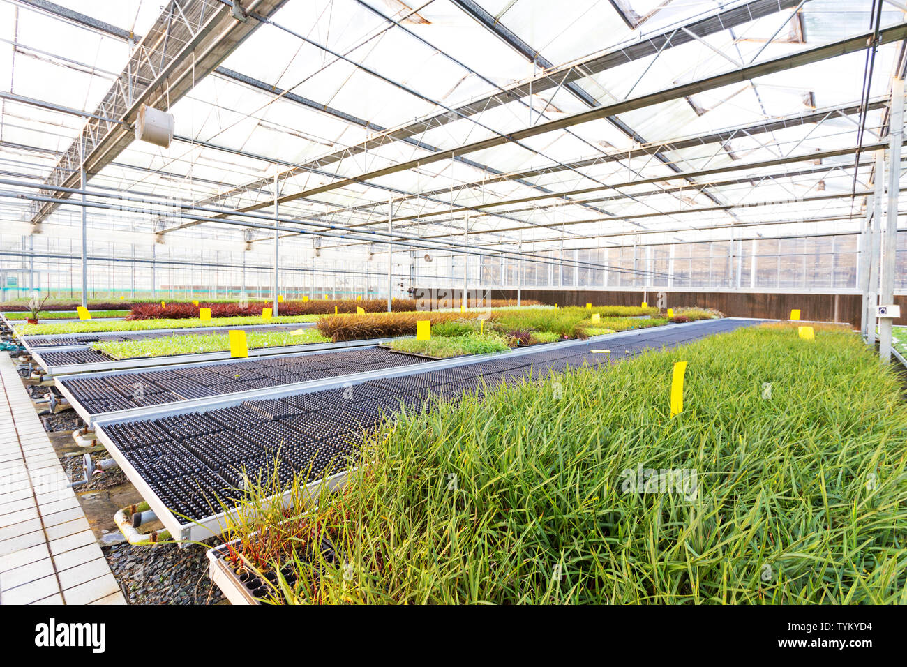 House plants inside hi-res stock photography and images - Alamy