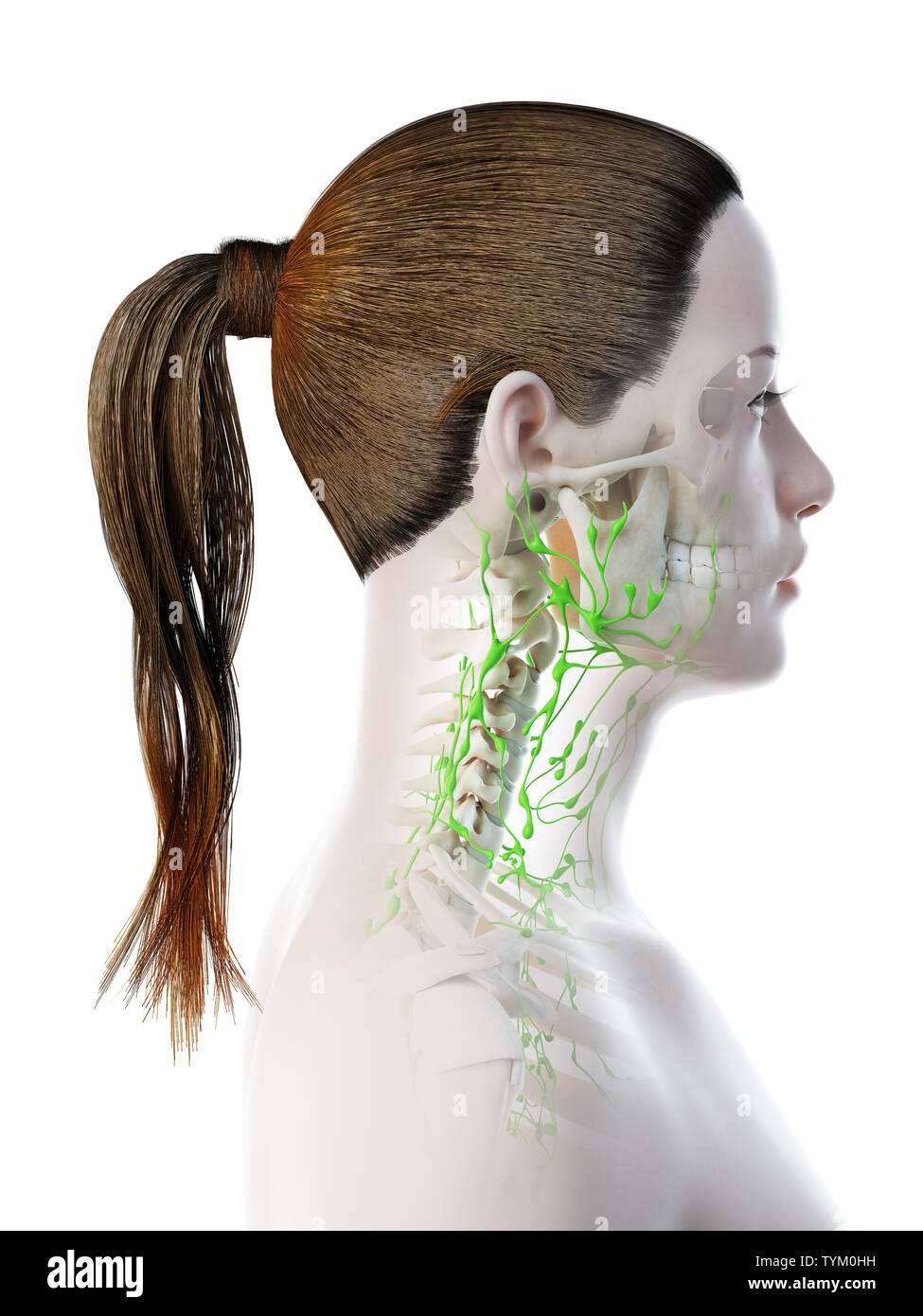 3d rendered illustration of a females lymphatic system of the head and neck Stock Photo