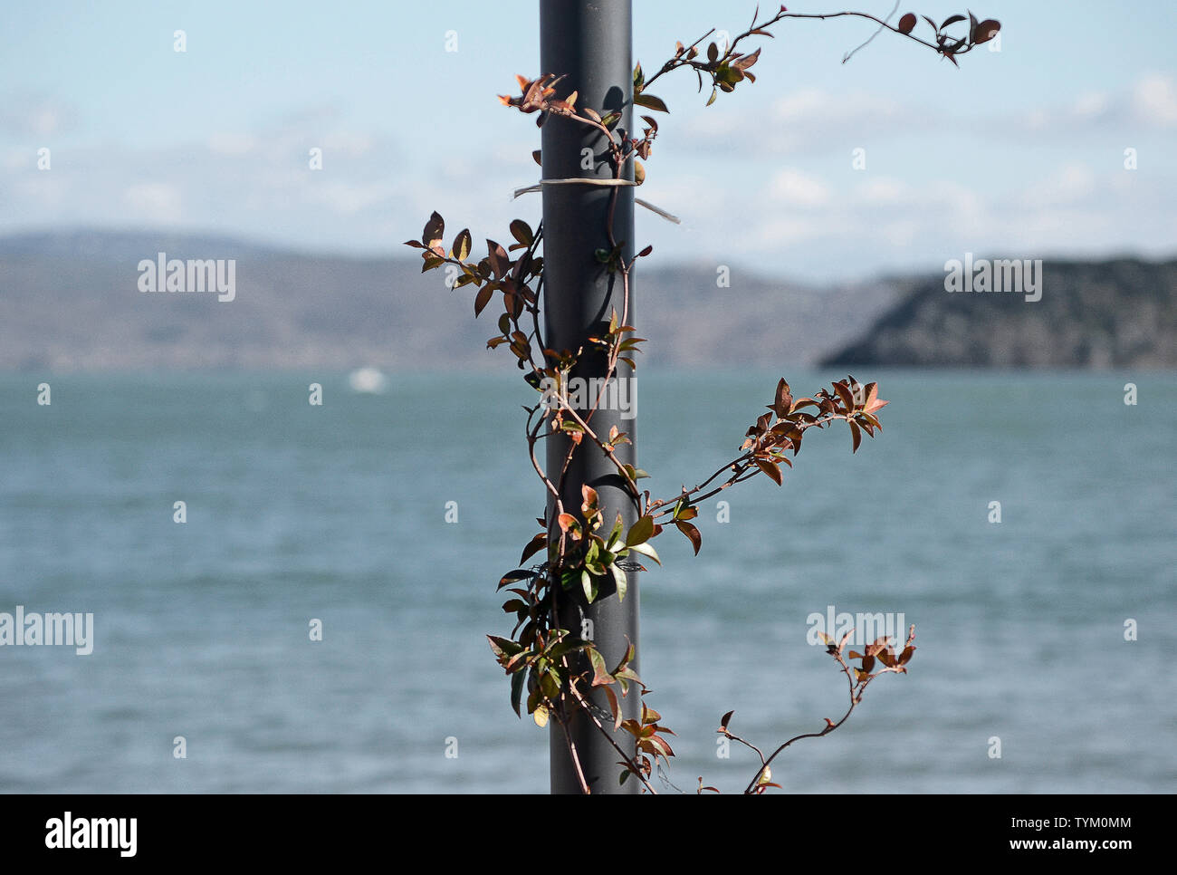 climbing plant twisted to an iron pole. Trasimeno lake and hills as background, in Italy Stock Photo