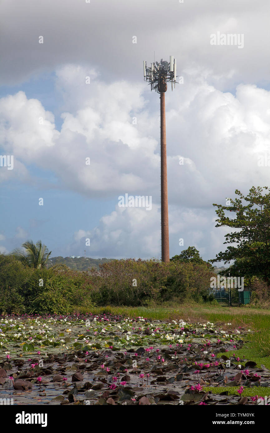 Towering over a pond of water lillies, a cell phone tower is disguised as a palm tree, Tobago Plantations Estate, Lowlands, Tobago. Stock Photo