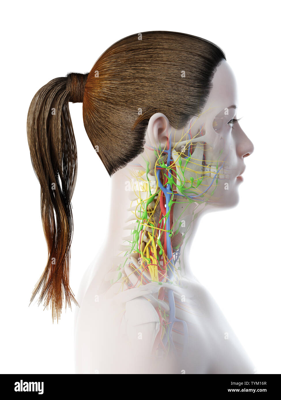 3d rendered illustration of a females anatomy of the neck Stock Photo