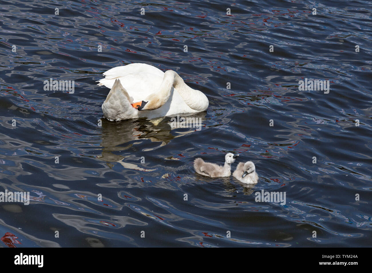 mute swan (Cygnus olor) with chicks, Alsterarkaden, Hamburg, Germany Stock Photo