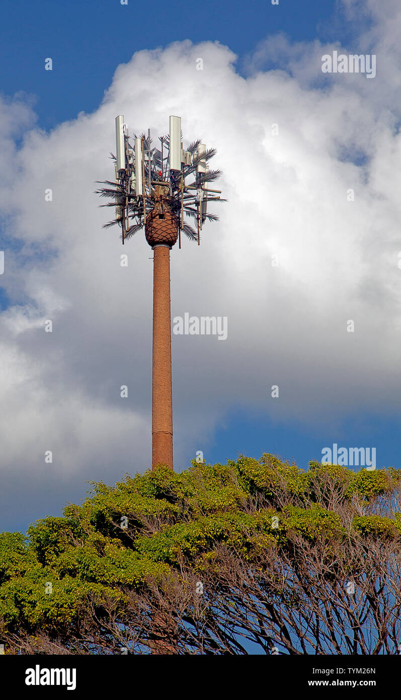 Cell phone tower disguised as a palm tree, Tobago Plantations Estate, Lowlands, Tobago. Stock Photo